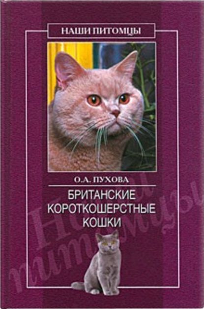 Британские короткошерстные кошки - Олеся Пухова