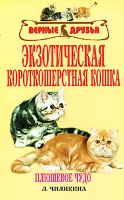 Экзотическая короткошерстная кошка — Л. А. Чиликина